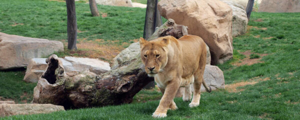 zoo en auvergne