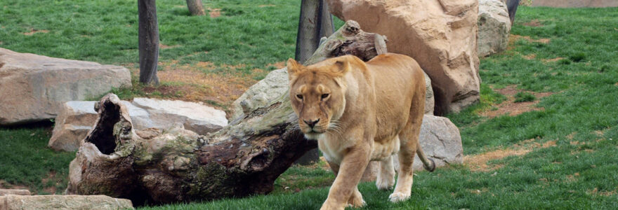 zoo en auvergne